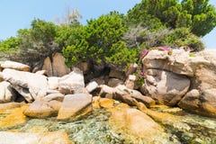 Εγκαταστάσεις και λουλούδια στους βράχους Στοκ φωτογραφία με δικαίωμα ελεύθερης χρήσης Εγκαταστάσεις και λουλούδια στους βράχους Στοκ φωτογραφία με δικαίωμα ελεύθερης χρήσης