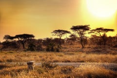 Εθνικό ηλιοβασίλεμα πάρκων Serengeti στοκ φωτογραφία Εθνικό ηλιοβασίλεμα πάρκων Serengeti στοκ φωτογραφία