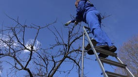 Ειδικευμένοι κλαδίσκοι δέντρων μηλιάς περικοπής τύπων κηπουρών με το ψαλίδι που στέκεται στη σκάλα απόθεμα βίντεο Ειδικευμένοι κλαδίσκοι δέντρων μηλιάς περικοπής τύπων κηπουρών με το ψαλίδι που στέκεται στη σκάλα απόθεμα βίντεο