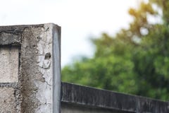 Εικόνα κινηματογραφήσεων σε πρώτο πλάνο ενός παλαιού άσπρου συγκεκριμένου τοίχου φρακτών με την πράσινη φύση θαμπάδων στοκ φωτογραφία με δικαίωμα ελεύθερης χρήσης Εικόνα κινηματογραφήσεων σε πρώτο πλάνο ενός παλαιού άσπρου συγκεκριμένου τοίχου φρακτών με την πράσινη φύση θαμπάδων στοκ φωτογραφία με δικαίωμα ελεύθερης χρήσης