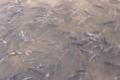 Εκατό είδος cichlid αλιεύει από τη φυλή tilapiine cichlid στοκ εικόνες Εκατό είδος cichlid αλιεύει από τη φυλή tilapiine cichlid στοκ εικόνες