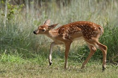 ελάφια fawn whitetail ελάφια fawn whitetail