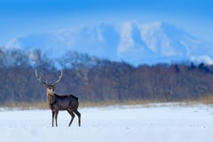 Ελάφια sika του Hokkaido, nippon yesoensis Cervus, στο χιονώδη λιβάδι, χειμερινά τα βουνά και το δάσος στο υπόβαθρο, ζώο με στοκ εικόνες Ελάφια sika του Hokkaido, nippon yesoensis Cervus, στο χιονώδη λιβάδι, χειμερινά τα βουνά και το δάσος στο υπόβαθρο, ζώο με στοκ εικόνες