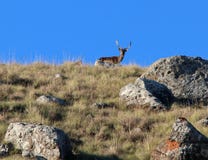 Ελάφια αγραναπαύσεων στον απότομο βράχο που σκιαγραφείται ενάντια στο μπλε ουρανό στη Νότια Αφρική στοκ εικόνα Ελάφια αγραναπαύσεων στον απότομο βράχο που σκιαγραφείται ενάντια στο μπλε ουρανό στη Νότια Αφρική στοκ εικόνα