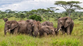 Ελέφαντας σε Serengeti στην Τανζανία στοκ εικόνα Ελέφαντας σε Serengeti στην Τανζανία στοκ εικόνα