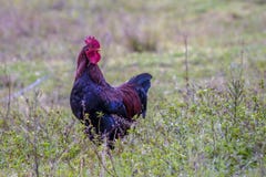 Ελεύθερος κόκκορας σειράς που περπατά σε έναν τομέα στοκ εικόνα με δικαίωμα ελεύθερης χρήσης Ελεύθερος κόκκορας σειράς που περπατά σε έναν τομέα στοκ εικόνα με δικαίωμα ελεύθερης χρήσης