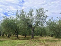 Ελιά στην ακουσμένη μορφή μέσα του δάσους ελιών στην Τοσκάνη, Ιταλία στοκ φωτογραφίες με δικαίωμα ελεύθερης χρήσης Ελιά στην ακουσμένη μορφή μέσα του δάσους ελιών στην Τοσκάνη, Ιταλία στοκ φωτογραφίες με δικαίωμα ελεύθερης χρήσης