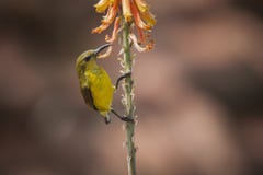 Ελιά-υποστηριγμένη sunbird - άγρια φύση στοκ φωτογραφίες με δικαίωμα ελεύθερης χρήσης Ελιά-υποστηριγμένη sunbird - άγρια φύση στοκ φωτογραφίες με δικαίωμα ελεύθερης χρήσης