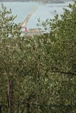 Ελιές στο μεσογειακό περιβάλλον στοκ φωτογραφία με δικαίωμα ελεύθερης χρήσης Ελιές στο μεσογειακό περιβάλλον στοκ φωτογραφία με δικαίωμα ελεύθερης χρήσης