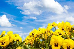 ενάντια στον μπλε pansy ουρανό λουλουδιών κίτρινο στοκ φωτογραφία με δικαίωμα ελεύθερης χρήσης ενάντια στον μπλε pansy ουρανό λουλουδιών κίτρινο στοκ φωτογραφία με δικαίωμα ελεύθερης χρήσης