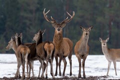 Ενήλικα μεγάλα ελάφια Cervus Elaphus, αφιερωμένο βάθος της εστίασης, που περιβάλλεται από το κοπάδι Ευγενή κόκκινα ελάφια, που στ στοκ εικόνες Ενήλικα μεγάλα ελάφια Cervus Elaphus, αφιερωμένο βάθος της εστίασης, που περιβάλλεται από το κοπάδι Ευγενή κόκκινα ελάφια, που στ στοκ εικόνες
