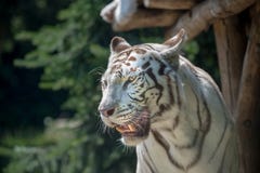 ενήλικη τίγρη μόνο στο χρώμα στο ζωολογικό κήπο το καλοκαίρι στοκ φωτογραφίες με δικαίωμα ελεύθερης χρήσης ενήλικη τίγρη μόνο στο χρώμα στο ζωολογικό κήπο το καλοκαίρι στοκ φωτογραφίες με δικαίωμα ελεύθερης χρήσης