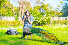 Ενήλικο αρσενικό Peacock σε έναν θερινό κήπο στοκ εικόνες Ενήλικο αρσενικό Peacock σε έναν θερινό κήπο στοκ εικόνες