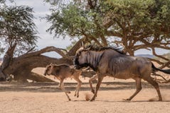 Ενήλικο και πιό wildebeest μωρό Wildebeest στοκ φωτογραφία με δικαίωμα ελεύθερης χρήσης Ενήλικο και πιό wildebeest μωρό Wildebeest στοκ φωτογραφία με δικαίωμα ελεύθερης χρήσης