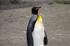Ενήλικος βασιλιάς penguin στοκ εικόνα με δικαίωμα ελεύθερης χρήσης Ενήλικος βασιλιάς penguin στοκ εικόνα με δικαίωμα ελεύθερης χρήσης