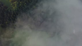 Εναέρια άποψη του όμορφου ομιχλώδους δάσους με τα χρυσά χρώματα πρωινού φιλμ μικρού μήκους Εναέρια άποψη του όμορφου ομιχλώδους δάσους με τα χρυσά χρώματα πρωινού φιλμ μικρού μήκους