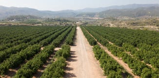 Εναέρια άποψη των αλσών εσπεριδοειδών στοκ φωτογραφία με δικαίωμα ελεύθερης χρήσης Εναέρια άποψη των αλσών εσπεριδοειδών στοκ φωτογραφία με δικαίωμα ελεύθερης χρήσης