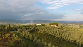 Εναέριο πυροβοληθε'ν, πανέμορφο flyover στους ιταλικούς αμπελώνες με το μαλακό φως βραδιού στο ηλιοβασίλεμα απόθεμα βίντεο Εναέριο πυροβοληθε'ν, πανέμορφο flyover στους ιταλικούς αμπελώνες με το μαλακό φως βραδιού στο ηλιοβασίλεμα απόθεμα βίντεο