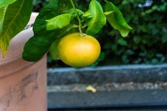 Ενιαία κίτρινη ένωση γκρέιπφρουτ φρούτων από το paradisi γκρέιπφρουτ εσπεριδοειδών στοκ εικόνες με δικαίωμα ελεύθερης χρήσης Ενιαία κίτρινη ένωση γκρέιπφρουτ φρούτων από το paradisi γκρέιπφρουτ εσπεριδοειδών στοκ εικόνες με δικαίωμα ελεύθερης χρήσης