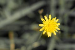 Ενιαία κίτρινη πικραλίδα, που ξεχωρίζει μεταξύ της πράσινης χλόης στοκ φωτογραφίες Ενιαία κίτρινη πικραλίδα, που ξεχωρίζει μεταξύ της πράσινης χλόης στοκ φωτογραφίες