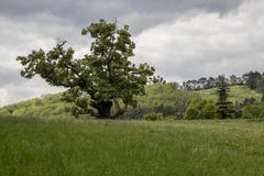 Ενιαίο μεγάλο παλαιό δέντρο Linden με το δραματικό υπόβαθρο ουρανού στοκ εικόνες με δικαίωμα ελεύθερης χρήσης Ενιαίο μεγάλο παλαιό δέντρο Linden με το δραματικό υπόβαθρο ουρανού στοκ εικόνες με δικαίωμα ελεύθερης χρήσης