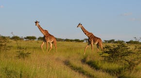 Εξετάστε εκείνα τα giraffes! στοκ φωτογραφία με δικαίωμα ελεύθερης χρήσης Εξετάστε εκείνα τα giraffes! στοκ φωτογραφία με δικαίωμα ελεύθερης χρήσης
