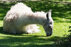Εξημερωμένο ζωικό χνουδωτό άσπρο llama πακέτων στο ζωολογικό κήπο της Μόσχας στοκ εικόνες Εξημερωμένο ζωικό χνουδωτό άσπρο llama πακέτων στο ζωολογικό κήπο της Μόσχας στοκ εικόνες