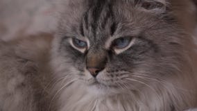 Εξωτική σιβηρική γάτα μεταμφιέσεων Neva που εξετάζει τη κάμερα με το οπτικό ζουμ στη μέση απόθεμα βίντεο Εξωτική σιβηρική γάτα μεταμφιέσεων Neva που εξετάζει τη κάμερα με το οπτικό ζουμ στη μέση απόθεμα βίντεο