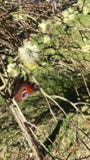 Επίδραση πεταλούδων, Vaterstetten, Βαυαρία φιλμ μικρού μήκους Επίδραση πεταλούδων, Vaterstetten, Βαυαρία φιλμ μικρού μήκους