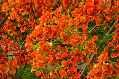 Επιδεικτικός ή Delonix Regia στοκ φωτογραφίες Επιδεικτικός ή Delonix Regia στοκ φωτογραφίες