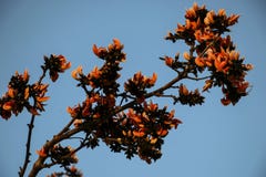 Επιδεικτικός ή Delonix Regia σε έναν τροπικό κήπο ανθίζοντας οφθαλμοί στοκ εικόνες Επιδεικτικός ή Delonix Regia σε έναν τροπικό κήπο ανθίζοντας οφθαλμοί στοκ εικόνες
