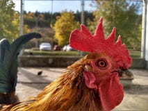 Επικεφαλής ενός όμορφου κόκκορα με τα καφετιά φτερά στοκ εικόνες Επικεφαλής ενός όμορφου κόκκορα με τα καφετιά φτερά στοκ εικόνες