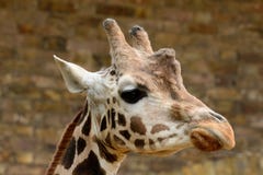 Επικεφαλής πλάνο Giraffe Στοκ Εικόνα Επικεφαλής πλάνο Giraffe Στοκ Εικόνα
