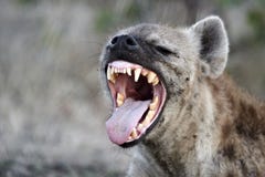 Επισημασμένο hyena (crocuta crocuta) στοκ φωτογραφίες Επισημασμένο hyena (crocuta crocuta) στοκ φωτογραφίες