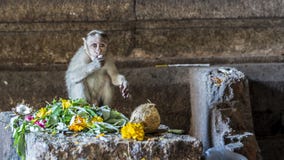 Επιχείρηση πιθήκων - ένα μωρό macaque που οι προσφορές στο Θεό στοκ φωτογραφίες Επιχείρηση πιθήκων - ένα μωρό macaque που οι προσφορές στο Θεό στοκ φωτογραφίες