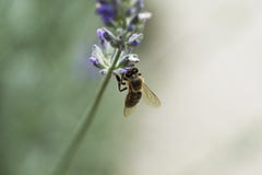 Εργατική μέλισσα lavender στο λουλούδι στοκ φωτογραφία με δικαίωμα ελεύθερης χρήσης Εργατική μέλισσα lavender στο λουλούδι στοκ φωτογραφία με δικαίωμα ελεύθερης χρήσης