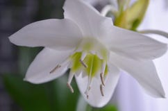 Εσωτερικές εγκαταστάσεις: eucharis - κρίνος του Αμαζονίου στοκ εικόνα Εσωτερικές εγκαταστάσεις: eucharis - κρίνος του Αμαζονίου στοκ εικόνα