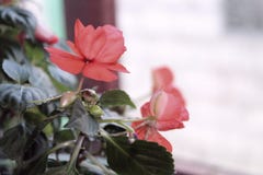 Εσωτερικό κόκκινο λουλούδι στο windowsill στοκ φωτογραφία με δικαίωμα ελεύθερης χρήσης Εσωτερικό κόκκινο λουλούδι στο windowsill στοκ φωτογραφία με δικαίωμα ελεύθερης χρήσης
