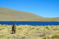 Εσωτερικός λάμα κοντά στη λίμνη altiplano Στοκ Φωτογραφίες Εσωτερικός λάμα κοντά στη λίμνη altiplano Στοκ Φωτογραφίες