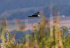 Ευρασιατικός ή δυτικός επιδρομέας έλους, aeruginosus τσίρκων, που πετά επάνω στους καλάμους, λίμνη του Neuchatel, Ελβετία Στοκ Εικόνες Ευρασιατικός ή δυτικός επιδρομέας έλους, aeruginosus τσίρκων, που πετά επάνω στους καλάμους, λίμνη του Neuchatel, Ελβετία Στοκ Εικόνες