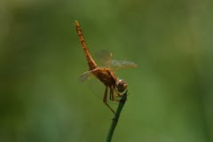 Ευρεία ερυθρά σκαρφαλωμένη erythraea ουρά Crocothemis λιβελλουλών που ανατρέχει στοκ φωτογραφίες Ευρεία ερυθρά σκαρφαλωμένη erythraea ουρά Crocothemis λιβελλουλών που ανατρέχει στοκ φωτογραφίες