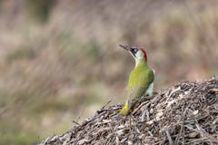 Ευρωπαϊκά πράσινα viridis Picus δρυοκολαπτών που κάθονται στο σωρό των ξύλινων τσιπ στοκ φωτογραφίες με δικαίωμα ελεύθερης χρήσης Ευρωπαϊκά πράσινα viridis Picus δρυοκολαπτών που κάθονται στο σωρό των ξύλινων τσιπ στοκ φωτογραφίες με δικαίωμα ελεύθερης χρήσης