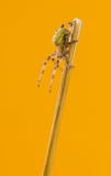 ευρωπαϊκή αράχνη κήπων diadematus araneus Στοκ φωτογραφία με δικαίωμα ελεύθερης χρήσης ευρωπαϊκή αράχνη κήπων diadematus araneus Στοκ φωτογραφία με δικαίωμα ελεύθερης χρήσης