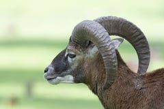 Ευρωπαϊκό mouflon - Ovis - orientalis musimon στοκ φωτογραφία με δικαίωμα ελεύθερης χρήσης Ευρωπαϊκό mouflon - Ovis - orientalis musimon στοκ φωτογραφία με δικαίωμα ελεύθερης χρήσης