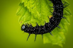 Ευρωπαϊκό peacock Aglais πεταλούδων Peacock io στοκ εικόνες με δικαίωμα ελεύθερης χρήσης Ευρωπαϊκό peacock Aglais πεταλούδων Peacock io στοκ εικόνες με δικαίωμα ελεύθερης χρήσης