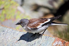 ευρωπαϊκό snowfinch στοκ εικόνες ευρωπαϊκό snowfinch στοκ εικόνες