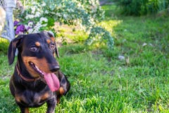 Ευτυχές smily dachshund σκυλί στο πράσινο υπόβαθρο κήπων με placeholder στοκ εικόνες Ευτυχές smily dachshund σκυλί στο πράσινο υπόβαθρο κήπων με placeholder στοκ εικόνες