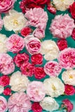 Ζαλίζοντας floral σύσταση των ζωηρόχρωμων τριαντάφυλλων στο νερό στο μπλε υπόβαθρο στοκ φωτογραφίες με δικαίωμα ελεύθερης χρήσης Ζαλίζοντας floral σύσταση των ζωηρόχρωμων τριαντάφυλλων στο νερό στο μπλε υπόβαθρο στοκ φωτογραφίες με δικαίωμα ελεύθερης χρήσης
