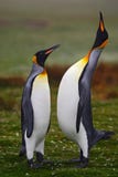 ζευγάρι penguins Μικρό και μεγάλο πουλί Αρσενικό και θηλυκό του penguin Αγκαλιά ζευγών βασιλιάδων penguin στην άγρια φύση με το π Στοκ εικόνα με δικαίωμα ελεύθερης χρήσης ζευγάρι penguins Μικρό και μεγάλο πουλί Αρσενικό και θηλυκό του penguin Αγκαλιά ζευγών βασιλιάδων penguin στην άγρια φύση με το π Στοκ εικόνα με δικαίωμα ελεύθερης χρήσης