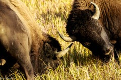 Ζευγάρι να πυγμαχήσει το Buffalo Στοκ Φωτογραφία Ζευγάρι να πυγμαχήσει το Buffalo Στοκ Φωτογραφία